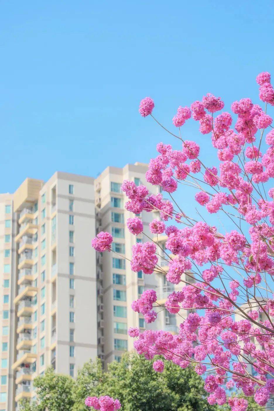 這個週末,你想好怎麼霸屏朋友圈了嗎?_寶安_公園_月季