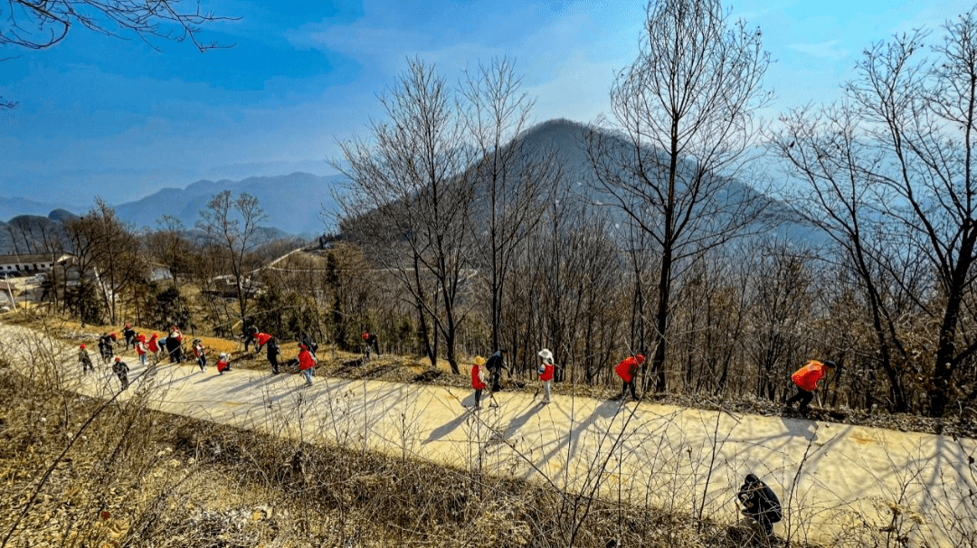 樱花树苗多少钱