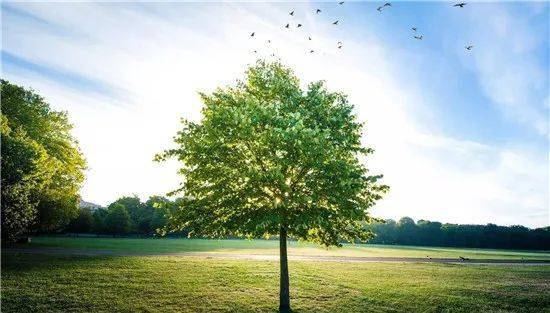 杜德建:《我为英烈栽棵树》_小树_英雄_时候