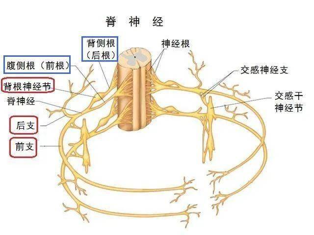 背根神经节与神经病理性疼痛_神经元_感觉_脊髓
