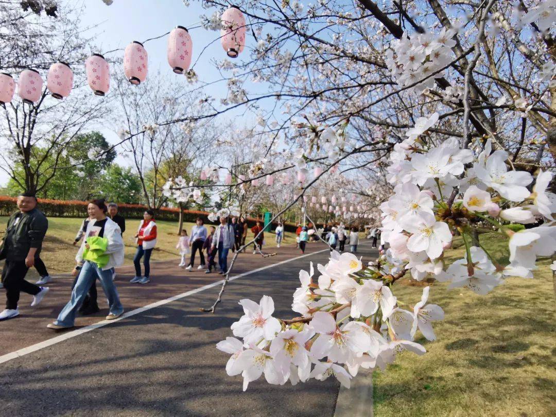 快收下这份属于眉山樱花园的游玩图鉴→_东坡_文创园_博览园