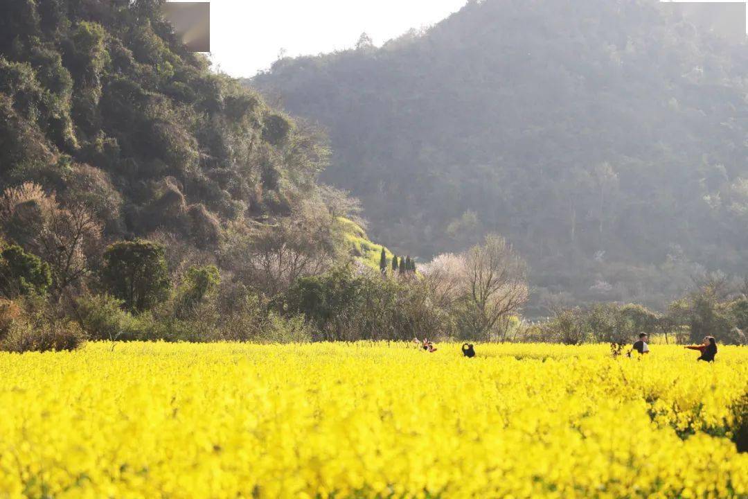 安顺鲍家屯油菜花图片