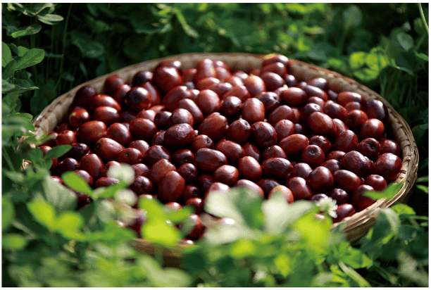 何为五谷?指麻,黍,稷,麦,菽.