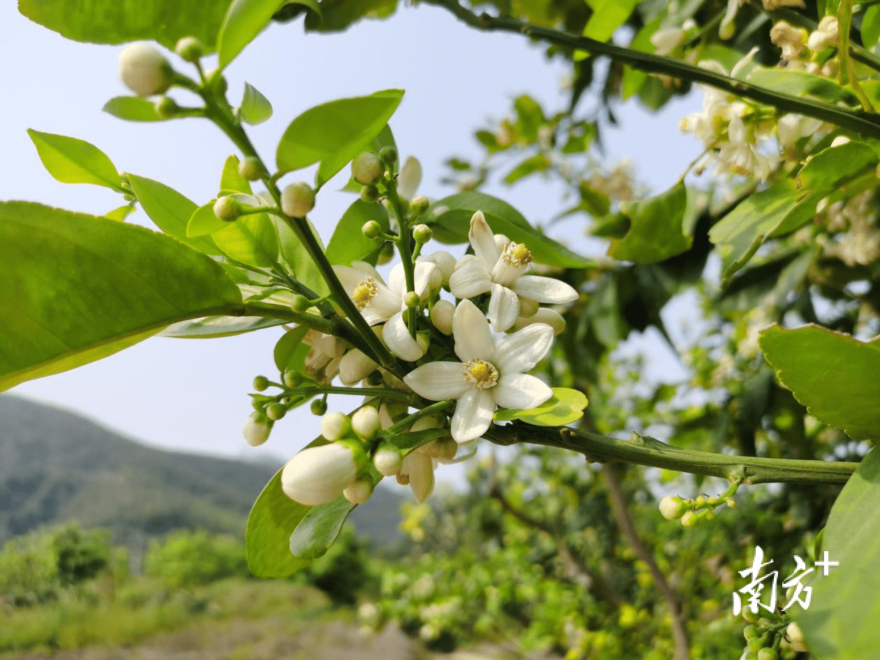 蜜柚花的样子图片