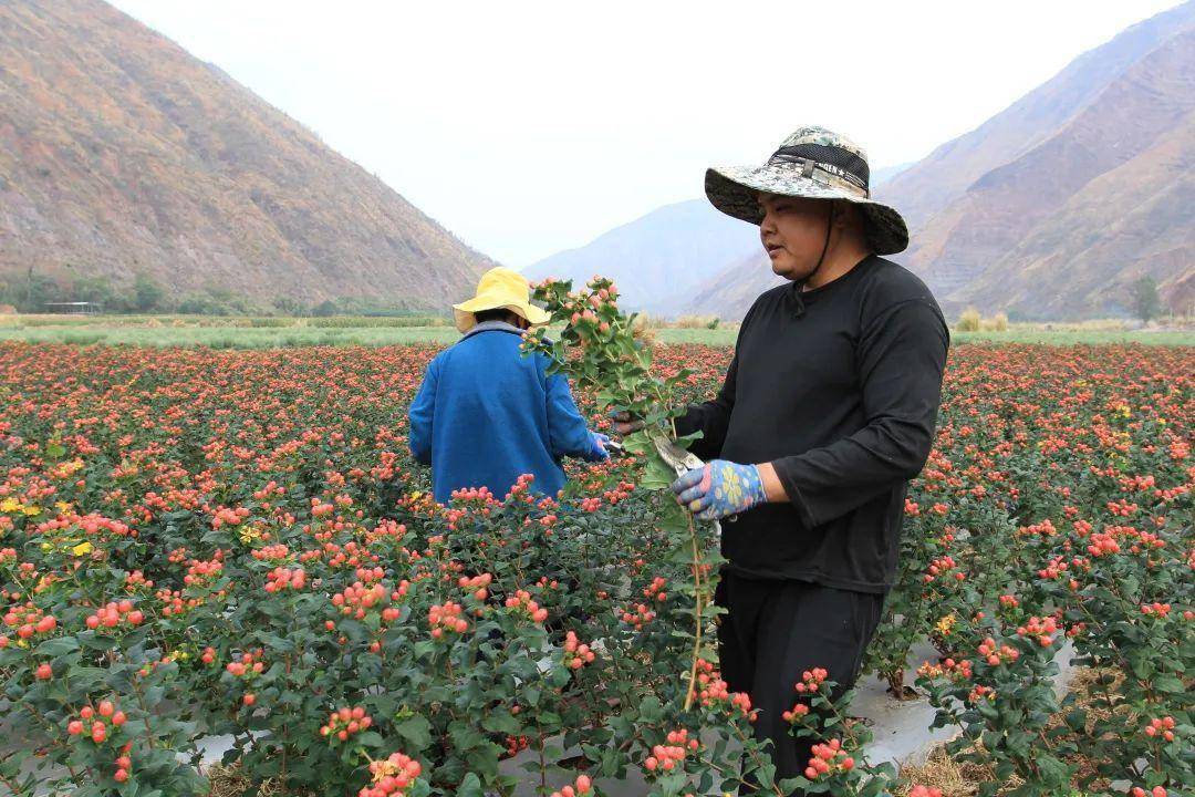 千红的花卉轮番绽放勾绘出一幅春光明媚的斑斓图景牟定海棠花(通讯员