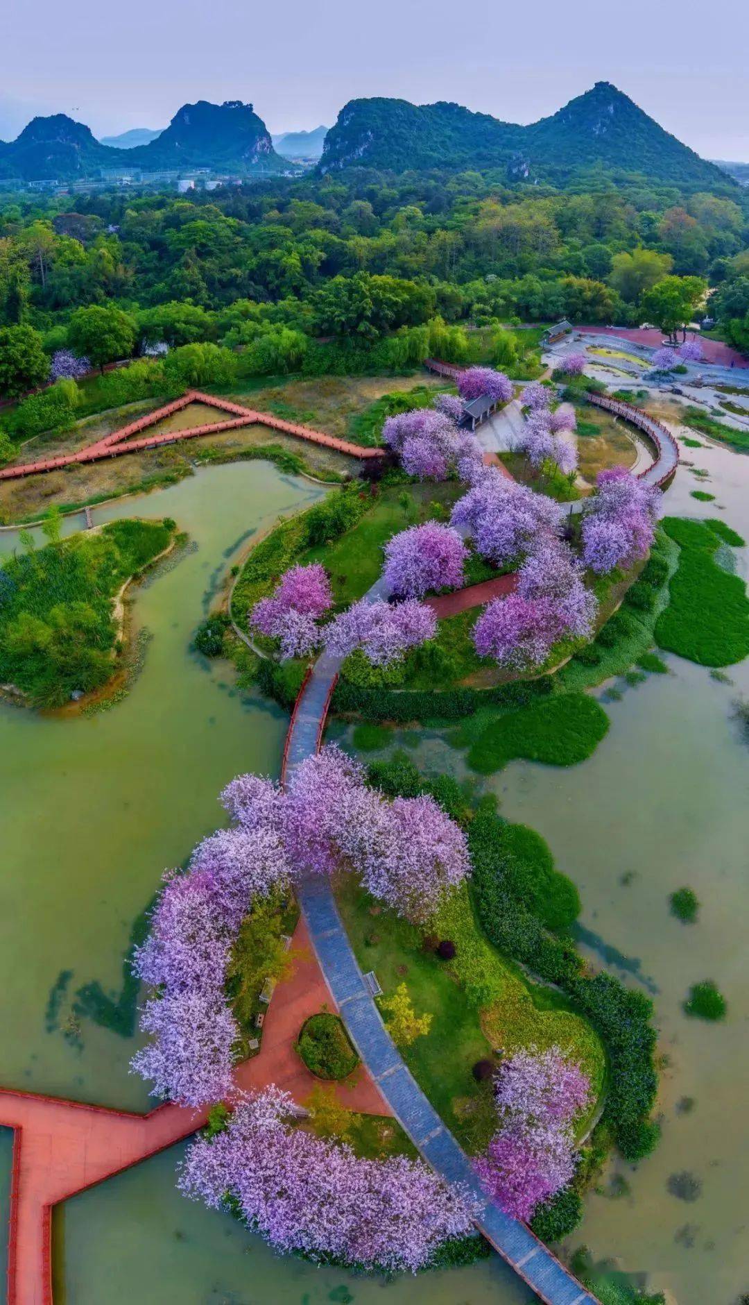 柳州赏花2021图片