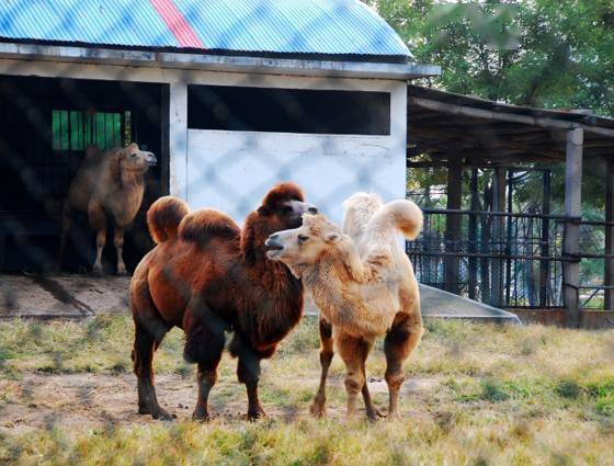 春遊啦---臨沂動植物園一日遊:山東省唯一一家擁有大熊貓,金絲猴,華南