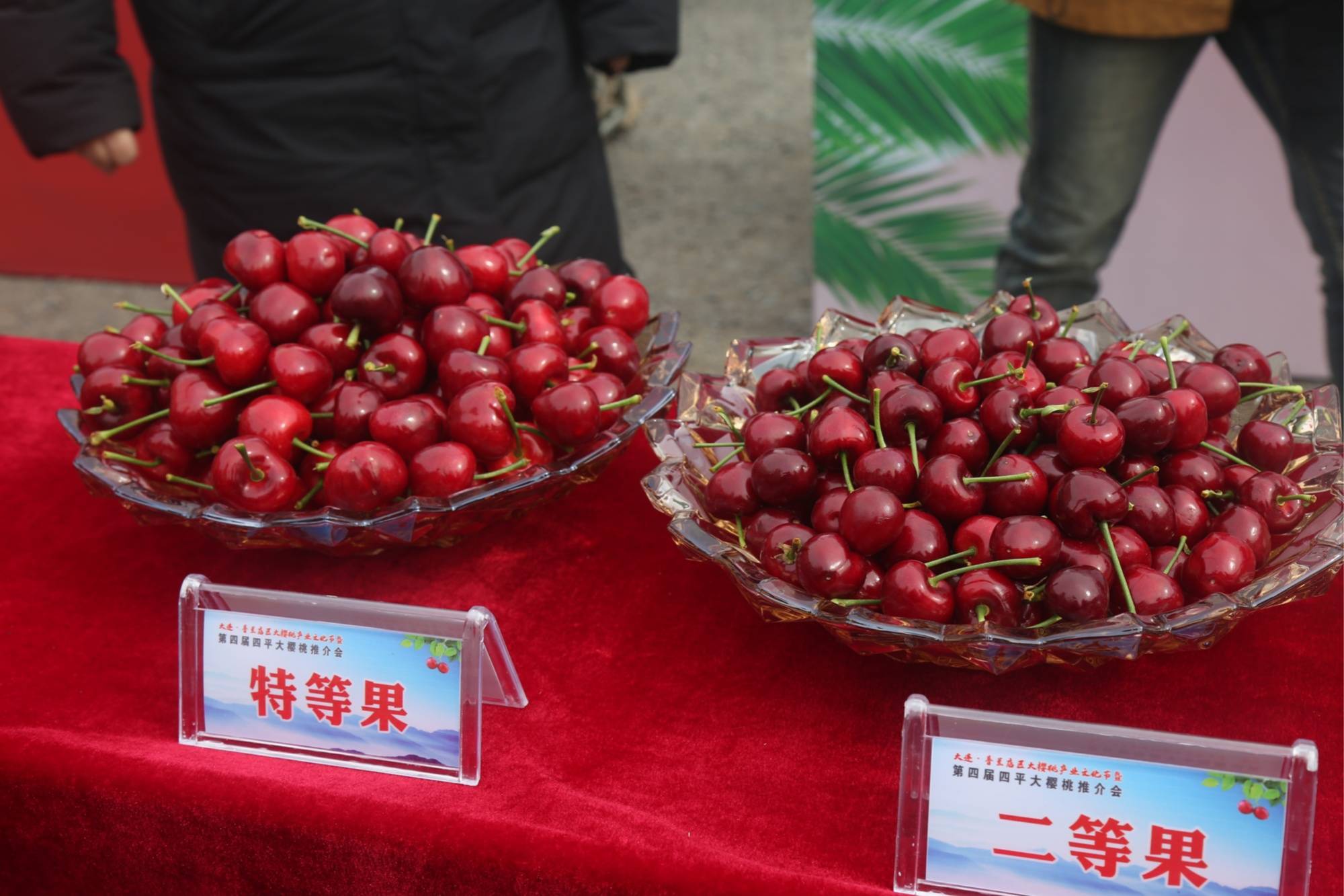 被抢购的大樱桃主要来自大连普兰店,瓦房店,旅顺,金州等地区,其中