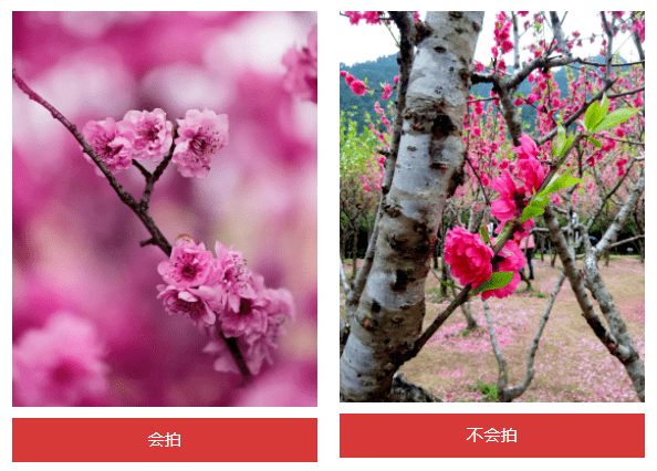 摄影技巧:拍花的3个核心技巧,让你刷爆朋友圈!_画面_花卉_背景