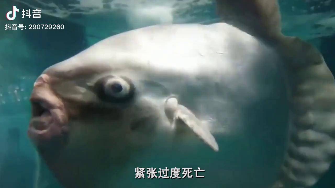 最蠢的鱼翻车鱼,身体被吃掉一半也不知道,有一万种死法!