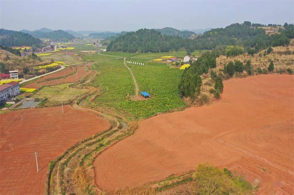 安居这个镇粮食生产跑出"加速度" 乡村振兴驶入"快车道"_石洞镇_种植