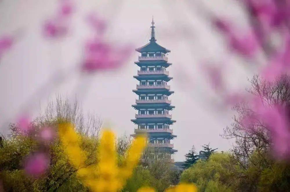 扬州大明寺樱花图片