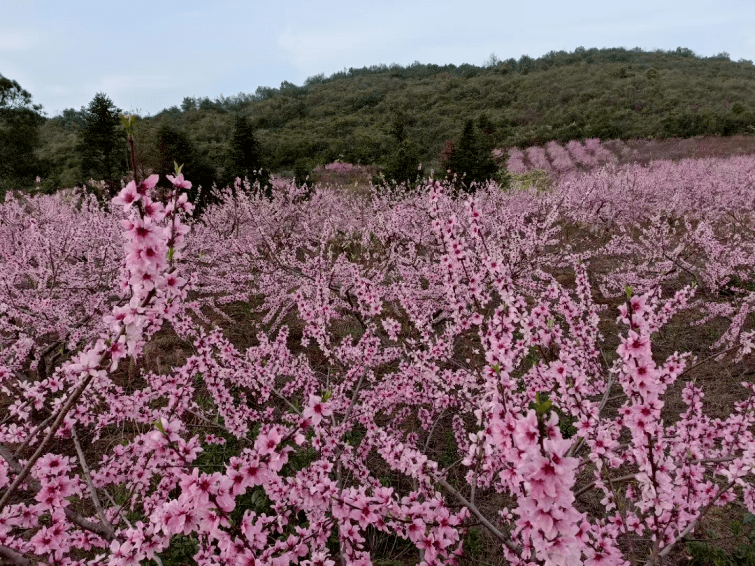 南强十字铺村千亩桃花盛开等你来!_工作_员工_要求