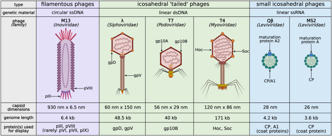 噬菌体结构模式图图片