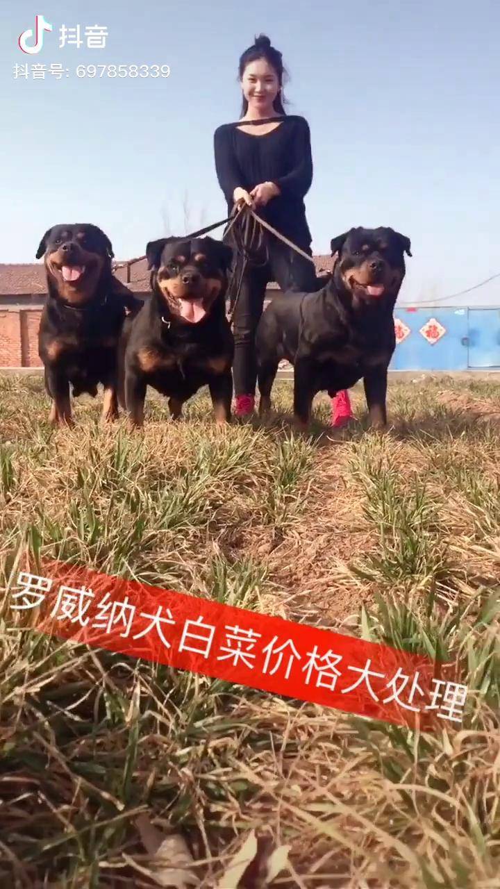 罗威纳犬最大可以长到多重德系罗威纳