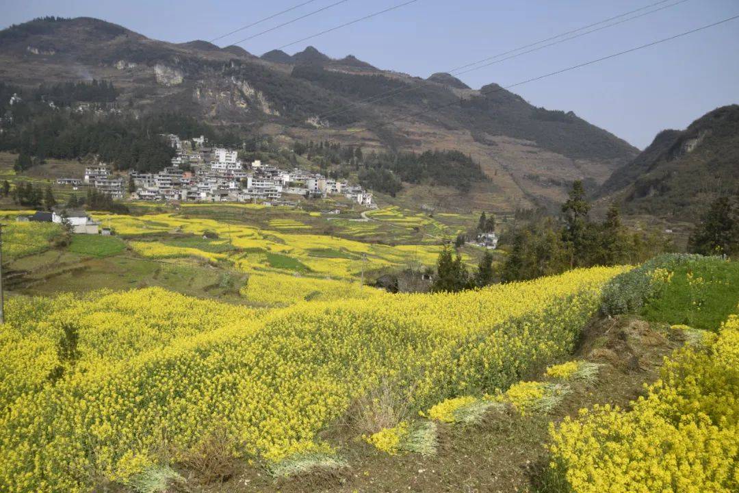 织金县板桥镇:油菜花开春来"稻"_种植_发展_中心村