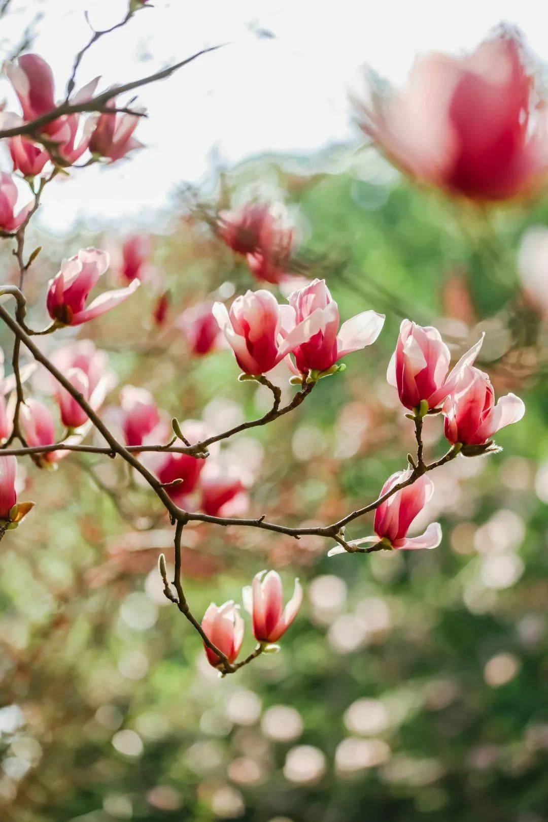 这个春天,玉兰花下见!_摄影_常州_瞬间