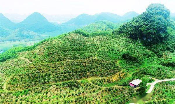 油茶"林中林 扩种有蹊径—广西综合施策挖掘油茶造林用地潜力_模式