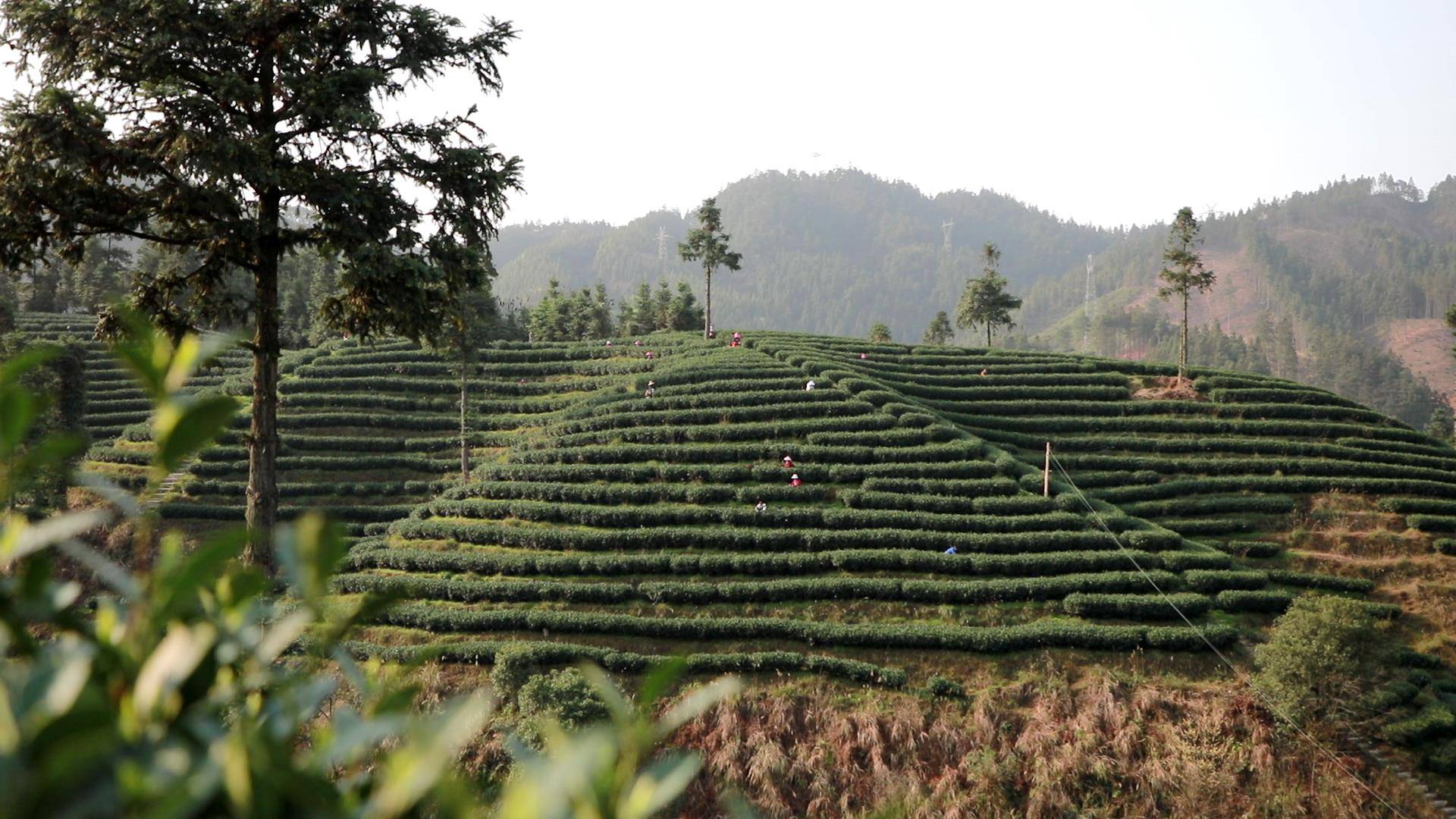 黎平:三月春光好 群众采茶忙_茶叶_茶园_开采