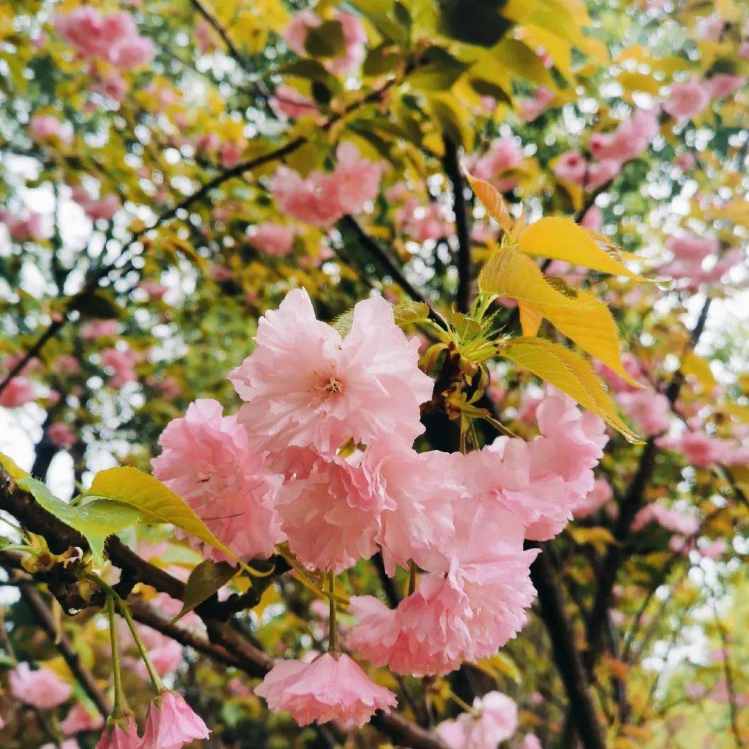 櫻花樹_山森林_園區