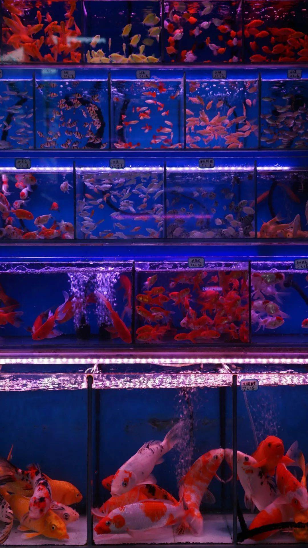 藏在佛山老街中的迷你「水族馆」,处处都是烟火气息!