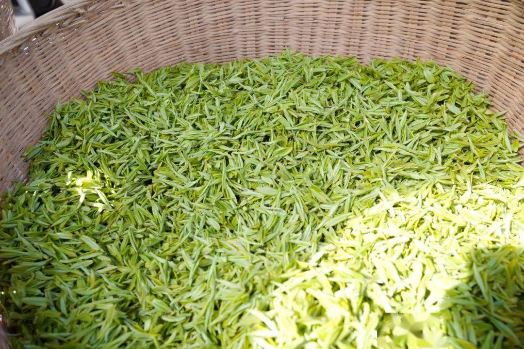 康县阳坝镇:春茶采摘时 "茶香"促振兴_宋家沟_茶叶_工作