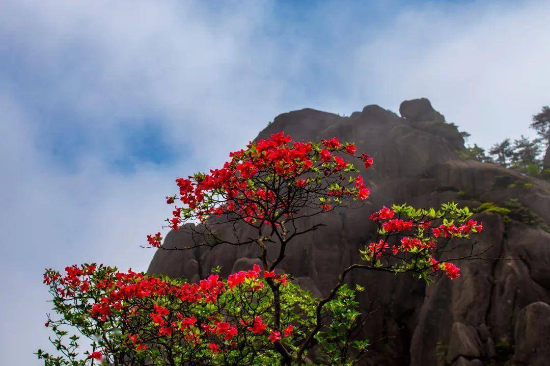 【网友眼中的黄山春天】孙立斌:春花烂漫组图欣赏_杜鹃_映山红_松花
