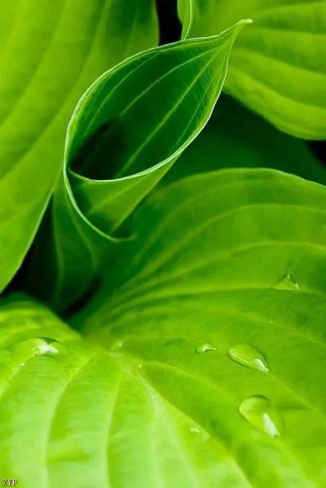 养眼绿色,缓解眼疲劳