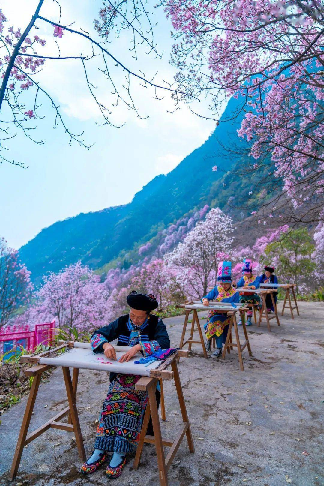 九皇山辛夷花正值赏花期,错过再等一年_花海_山谷_朋友