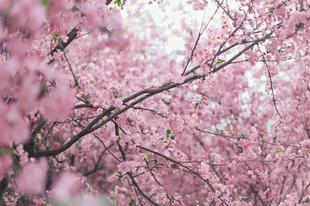 郑州多地赏花节、花展来啦！