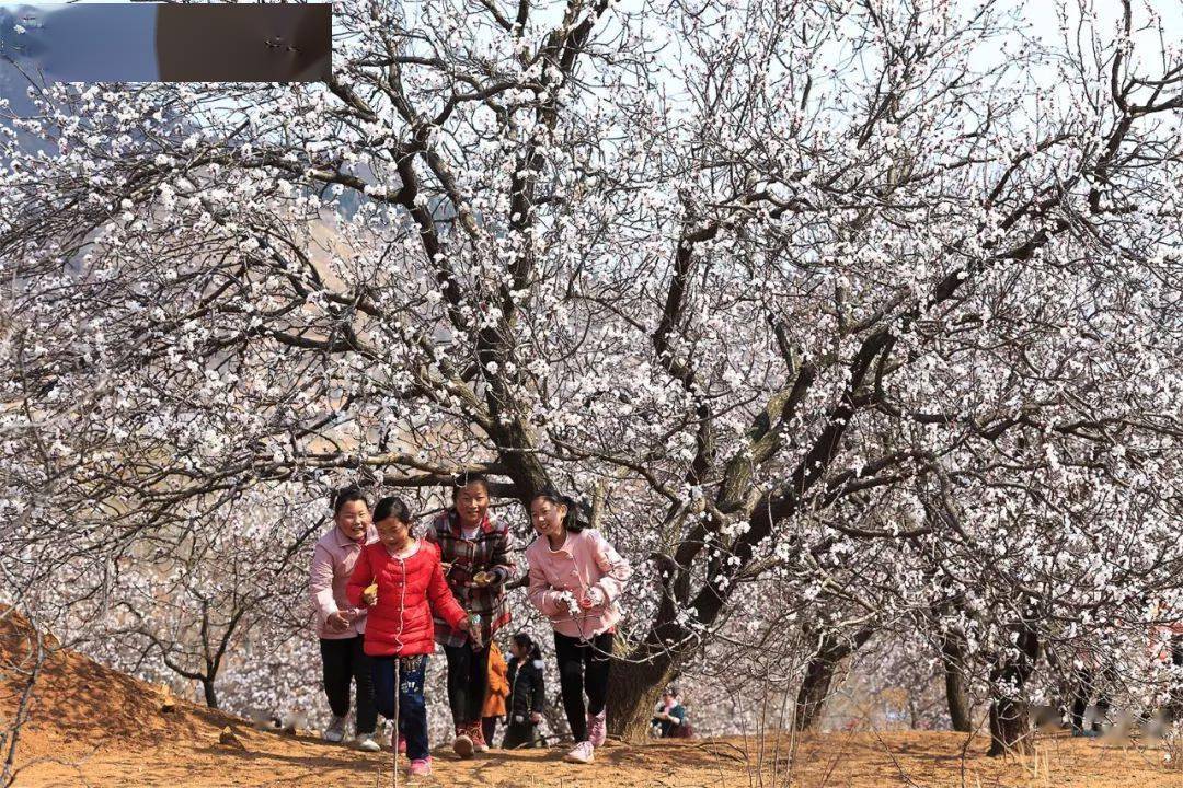 本届杏花节以"相约秀峪 杏福一生"为主题,将持续9天时间,期间游客除