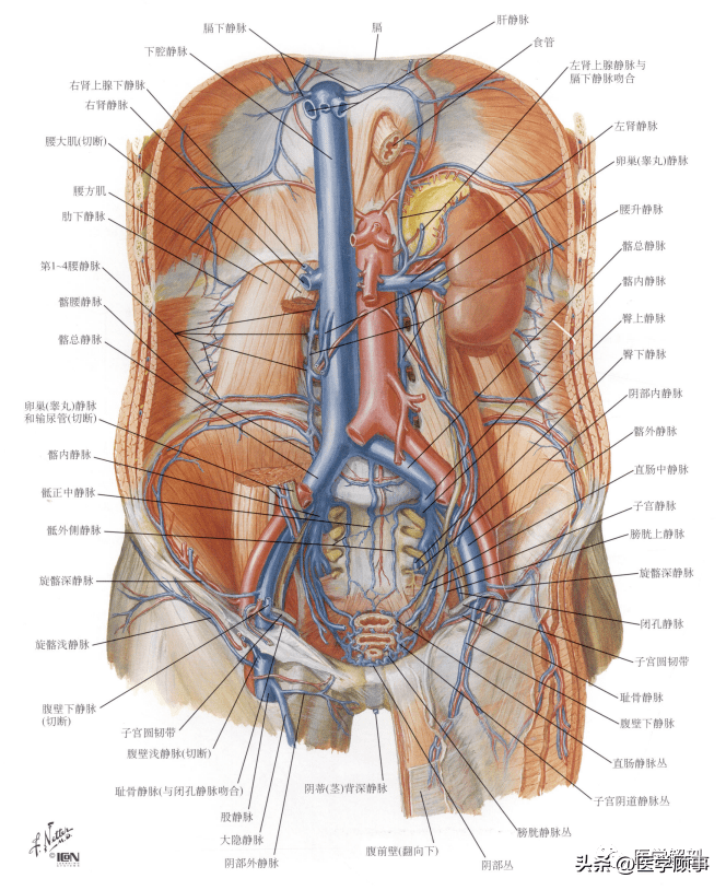 下腔静脉瓣图片