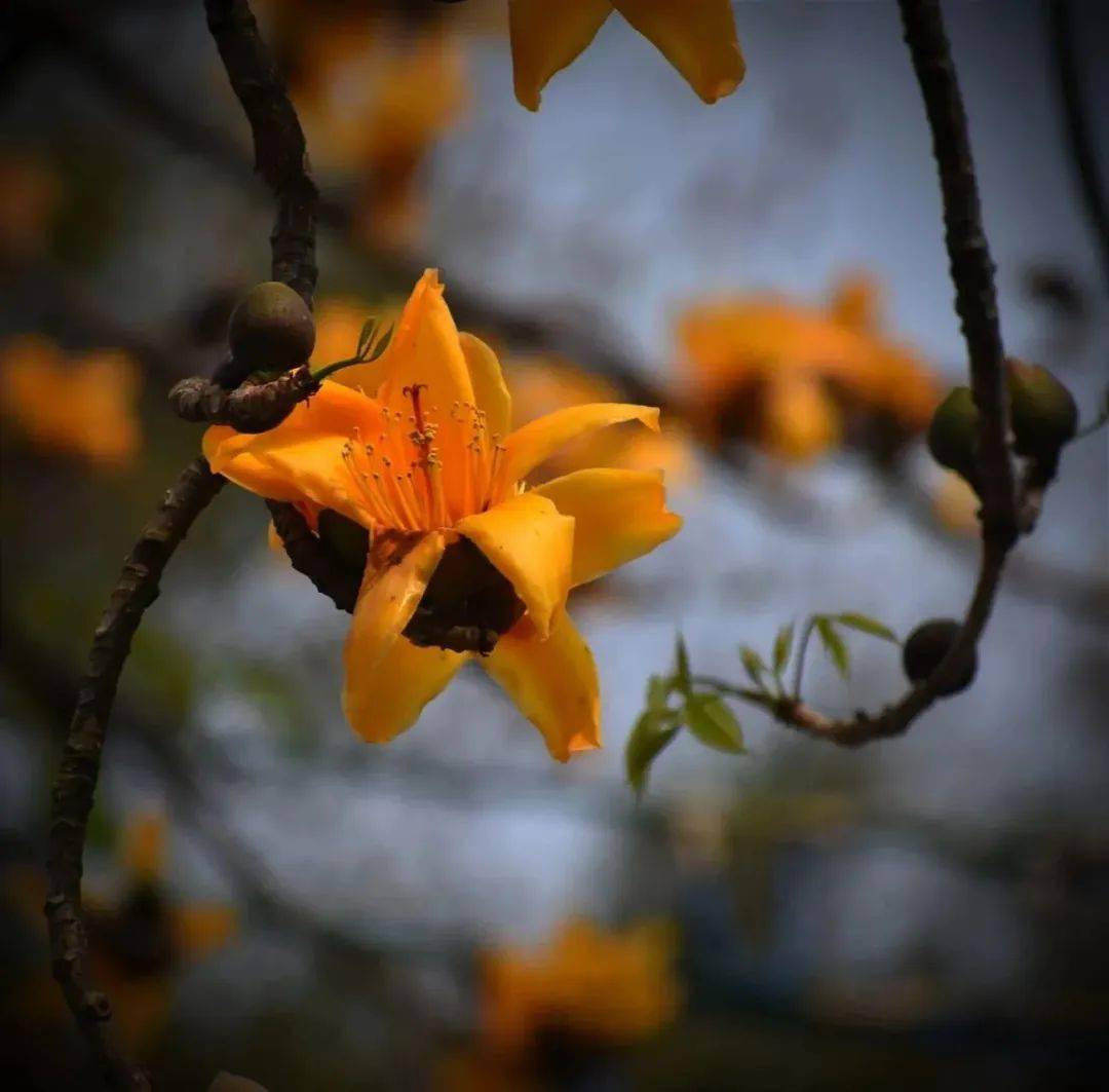 顺德绚烂的红木棉见多了,但金木棉你见过没?_城市_北村_网友
