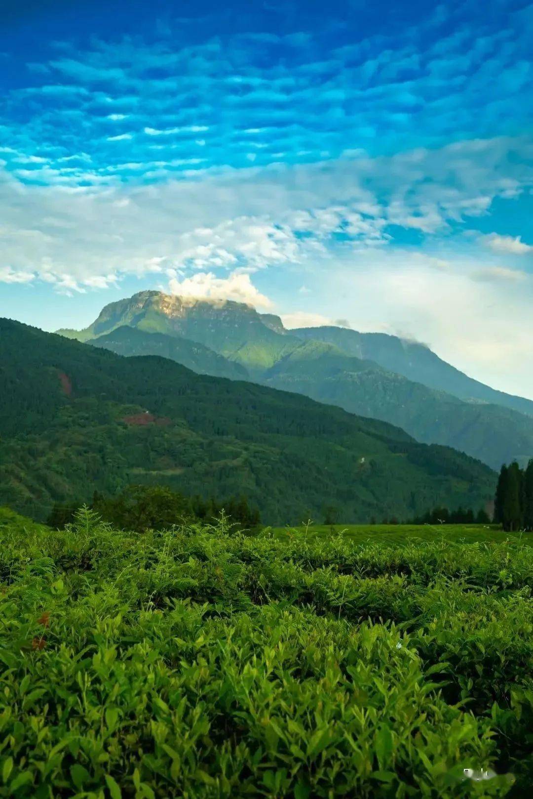 阳春三月 茶香四溢!快到眉山来一场春日茶旅吧~