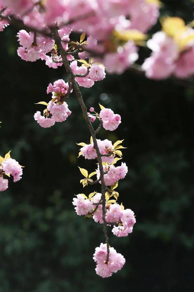 十堰樱花,开了!一眼就心动_湖北_工业_门票