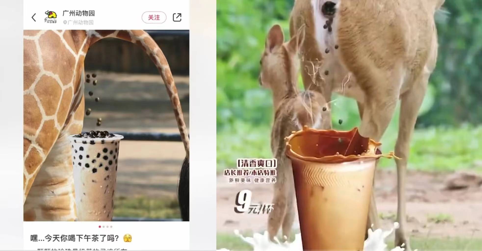 而图片中的"珍珠"正是从长颈鹿,麋鹿等动物的尾巴处掉落,极似粪便.