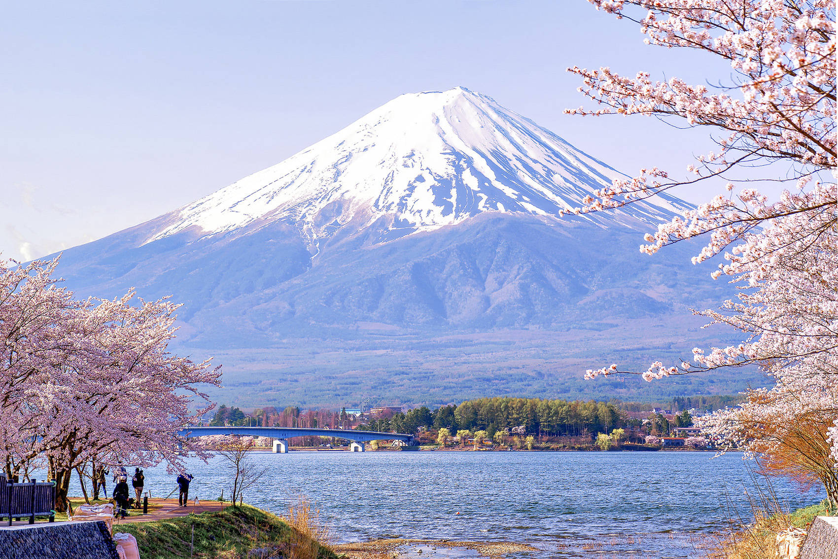 日本樱花可能不再开花了