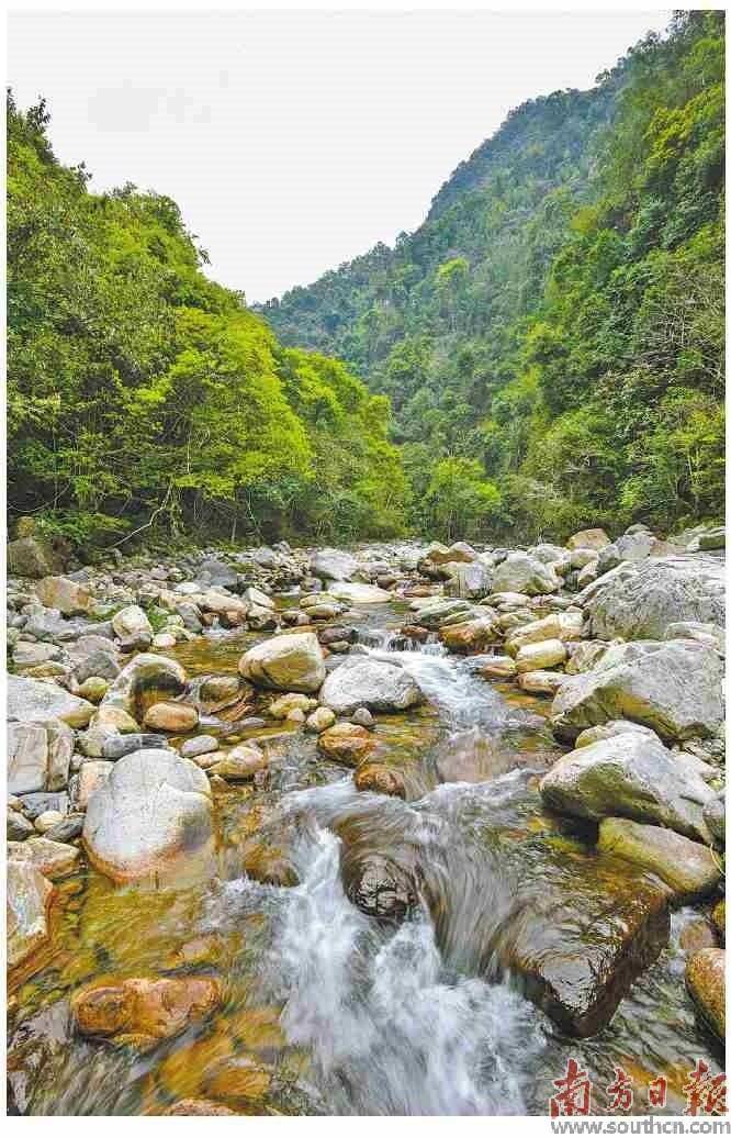 光皮树（光皮树种子图片） 第2张