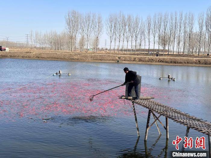 “水上春耕”合理时：河北三河小金鱼助农增收致富