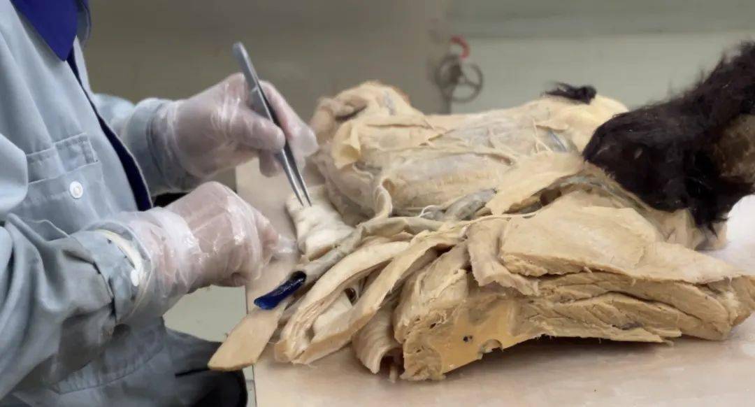 【研学】探密全国最大的标本工厂,了解世界最顶尖的标本制作工艺_活动