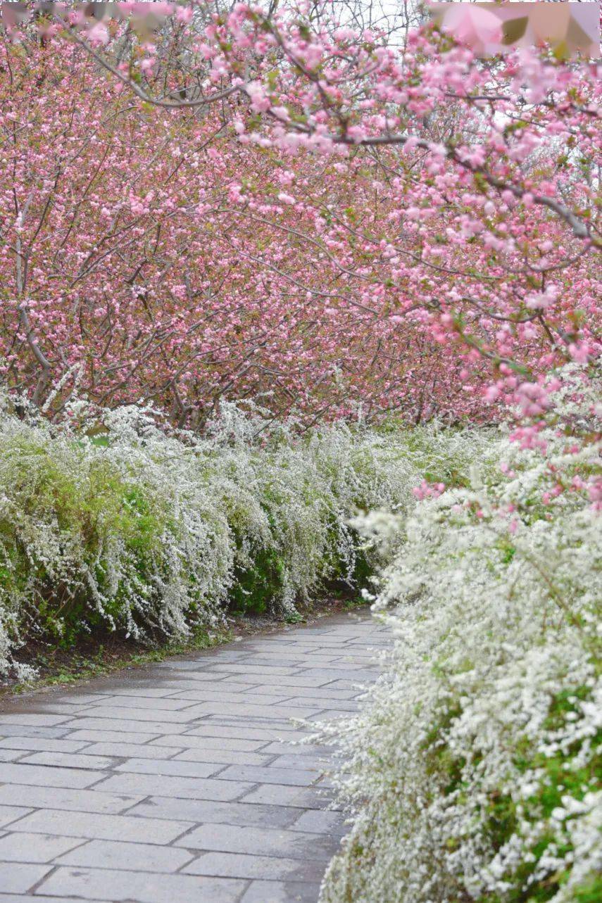 海棠_雪花_停车场