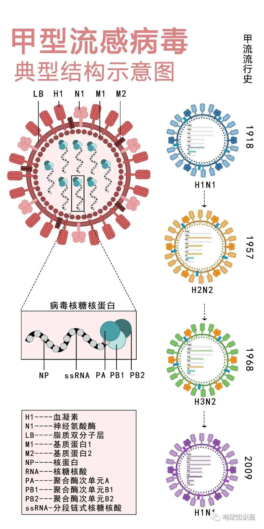 最重要的是,不同亚型的甲流病毒之间可以发生抗原漂变,也就是病毒变异