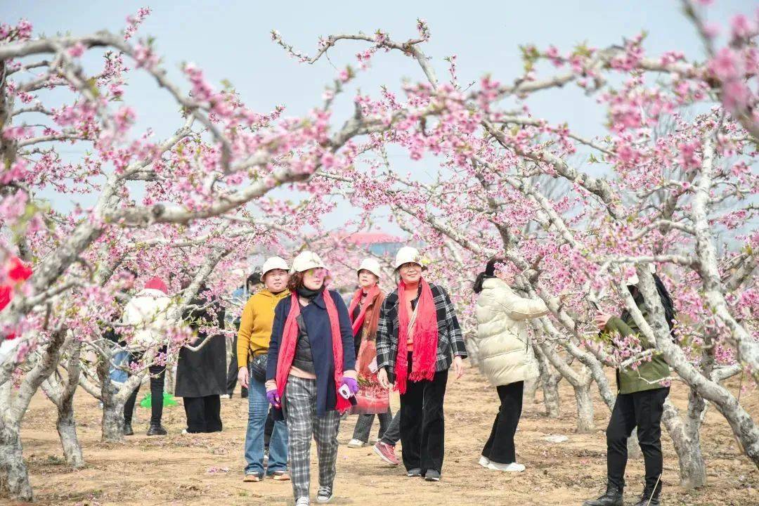 相约安徽·向春而行|五马桃花节时间定了_活动_东段_地点