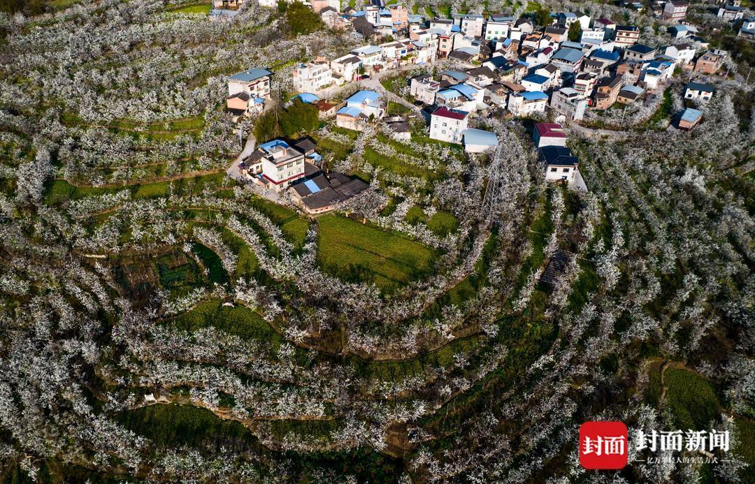 伴隨著泥巴山下和煦的陽光,四川省漢源縣萬畝梨花次第開放.