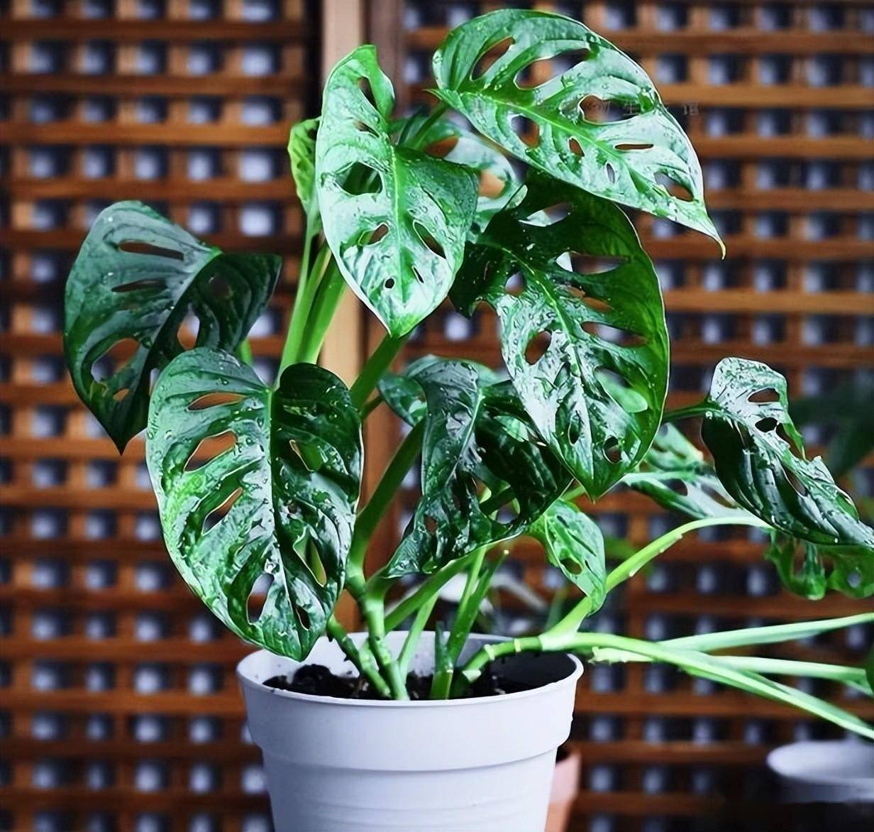 室内盆栽仙洞龟背竹(迷你龟背竹,仙洞万年青)_叶片_繁殖_环境