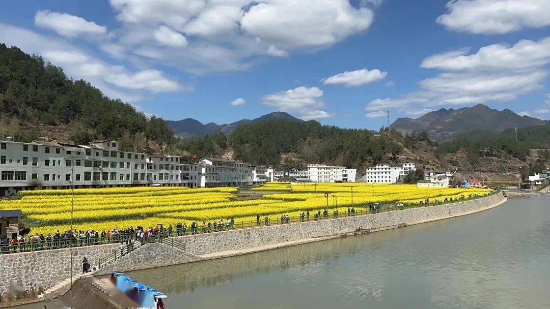 镇巴这里"火"了_简池_油菜花_满目