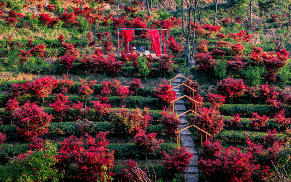 【新丰岭南红叶世界】3月31日出发￥128元纯玩1天游漫步"广东小香格里