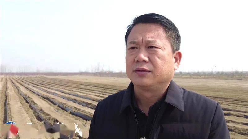 谷城这个镇种植300亩菊芋,预计一亩增收……_谢辉_冷集镇_发展