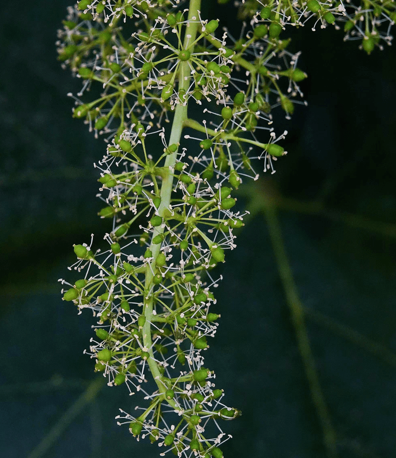 香满芝兰