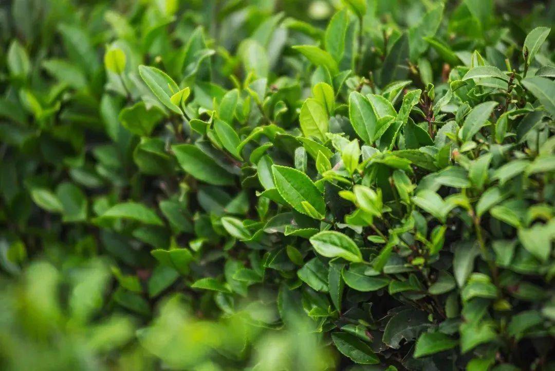 博罗柏塘,藏着不输武夷山的茶园风光!_地址_柏塘镇_惠州